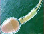 Почему сперма прозрачного цвета