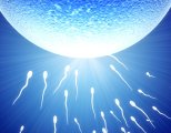 Народные средства для улучшения спермограммы