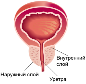 prostata(2)