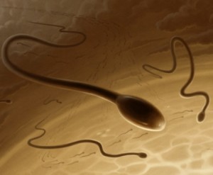 Внешний вид спермы