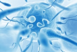 Сперма и ее свойства