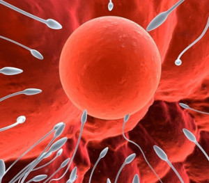 Характеристики спермы и профессия