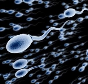 Активные сперматозоиды