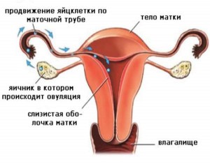 Менструальный цикл созревание и выход яйцеклетки