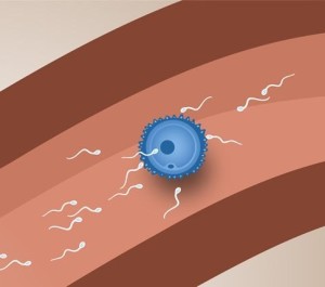 Как сперматозоид оплодотворяет яйцеклетку