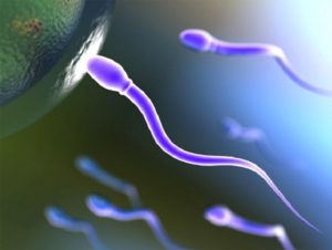 Сперматозоид достигший яйцеклетки