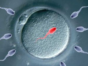 Слияние сперматозоида с яйцеклеткой