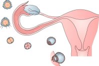 Оплодотворение: за какое время сперматозоид достигает яйцеклетки