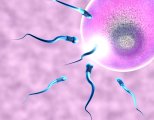 Причины малоподвижности сперматозоидов и методы лечения патологии