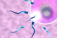 Причины малоподвижности сперматозоидов и методы лечения патологии