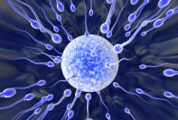 Состав спермы – что входит в генетический материал