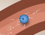 Как сперматозоид оплодотворяет яйцеклетку: особенности зачатия