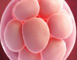 Стоит ли быть донором яйцеклетки: возможные последствия для донора