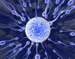 Состав спермы – что входит в генетический материал